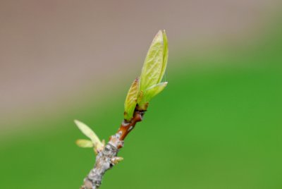 Chionanthus virginicus - bělas viržinský - pupen